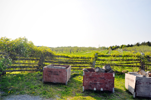winery_2